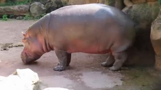 Thumbnail for Did Indians Evolve From The Hippopotamus?