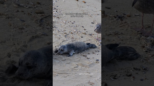 Thumbnail for Baby seal vs bird #seal | Michael Boyd