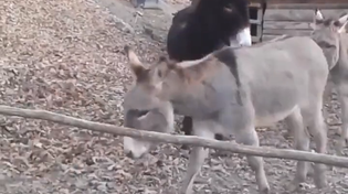 Thumbnail for Donkey solves a problem 