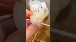 Thumbnail for This mother duck accidentally broke her egg 🥺💔 #shorts | Hublot Baggins
