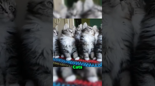 Thumbnail for Synchronized Cats 😨 | Jace Malone