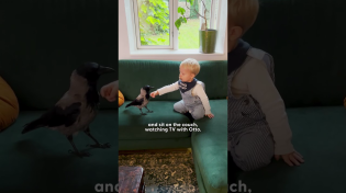 Thumbnail for Crow Can't Wait For His Brother To Come Home From Kindergarten | The Dodo