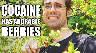 Thumbnail for COCA PLANT : Where Cocaine Comes From - Weird Fruit Explorer