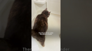 Thumbnail for Kitten Is Obsessed With Shower Time | The Dodo