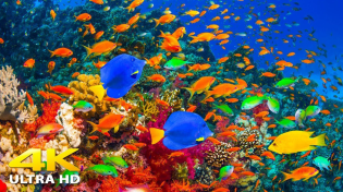 Thumbnail for 4K Stunning Underwater Wonders of the Red Sea + Relaxing Music - Coral Reefs & Colorful Sea Life | Starry Sky