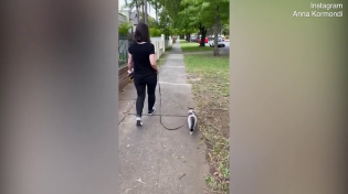 Thumbnail for Pet owner walks her cat with a leash following the new rules