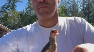 Thumbnail for Guy raises rescue bird in amazing way | GeoBeats Animals