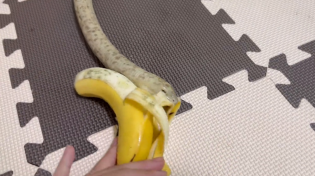Thumbnail for Banana and snake roll 