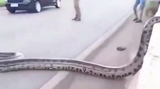 Thumbnail for Big snake crosses a road