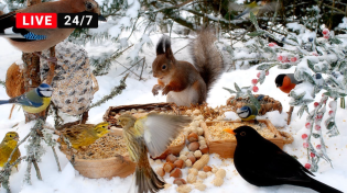 Thumbnail for Offline🔴24/7 Cat TV for Cats to Watch 😺 Little Birds and Red Squirrels on a Sunny Winter Day (4K) | Red Squirrel Studios