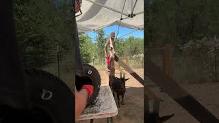Thumbnail for Frank gets a MONSTER HEAVY BAG! #feralfrank #crownfoxhabitat #farming #goat #comedy #comedyshorts | CrownFox Habitat