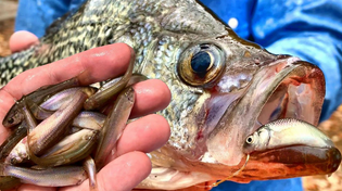Thumbnail for Catch Crappie Easy From The Bank! Simple Minnow & Bobber Setup Crappie Can't Resist | Richard Gene The Fishing Machine