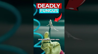 Thumbnail for Scientists Warn Deadly Fungi Infecting Humans | Dr Ben Miles
