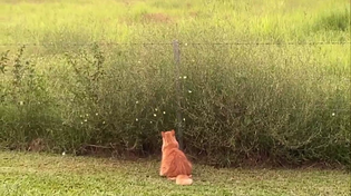 Thumbnail for Contemplating butterflies