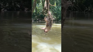 Thumbnail for 🦥Three-Fingered Sloth Hanging Over a River in Costa Rica! | The Sloth Conservation Foundation