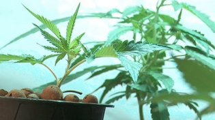 Thumbnail for Is Colorado Pot Overtaxed and Over-Regulated Already?