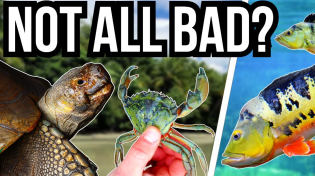 Thumbnail for 5 Introduced and Invasive Species That Are Good for the Ecosystem | Tsuki