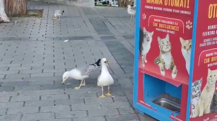 Thumbnail for Apparently birds will stand near public cat food dispensers and meow, LOL. Cheeky cunts 