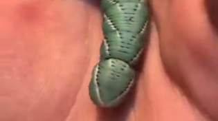 Thumbnail for Stuck Molt On Caterpillar