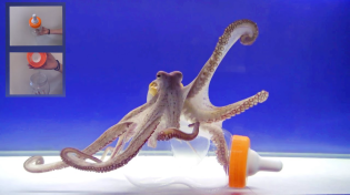 Thumbnail for Octopus Intelligence Experiment Takes an Unexpected Turn | Octolab TV