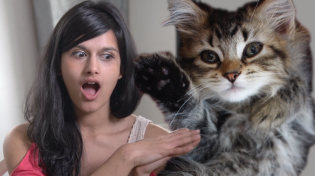 Thumbnail for DC's First Cat Café Opens (No Thanks to Regulators)