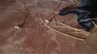 Thumbnail for Pigeon builds nest for pregnant cat