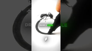 Thumbnail for The Truth Behind The VIRAL Trapped Ant... 🤯🧠 | BoltMotivation