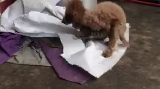 Thumbnail for Domination