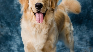 Thumbnail for From Puppies to Senior Dogs: A Guide to Caring for Dogs at Every Life Stage