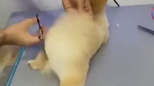 Thumbnail for Doggie gets haircut