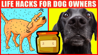 Thumbnail for Dog Life Hacks That’ll Change Your Life | Jaw-Dropping Facts