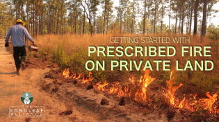 Thumbnail for Getting Started with Prescribed Fire on Private Lands | The Longleaf Alliance