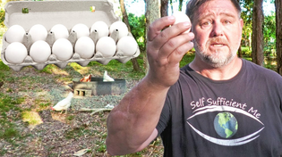 Thumbnail for Why Keeping Chickens is a 