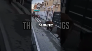 Thumbnail for Italy Goes To War With Pigs | PDS News Clips