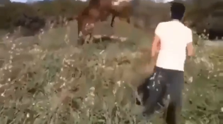 Thumbnail for Enraged horse kills sheep