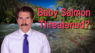 Thumbnail for Stossel: Baby Salmon Threatened?