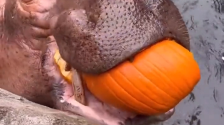 Thumbnail for Hippo eats pumpkins