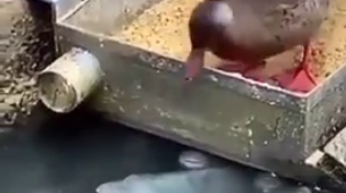 Thumbnail for Duck feeds fish friends
