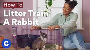 Thumbnail for How To Litter Train a Rabbit | Chewtorials