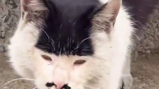 Thumbnail for Cat patterns