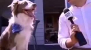 Thumbnail for Dog Wants The Mic (no sound)