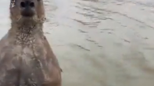Thumbnail for Man saves his dog from being drowned by a kangaroo 