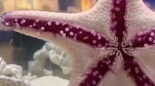 Thumbnail for Starfish