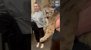 Thumbnail for Cougars are kittens #cute #animal #cat | Fur-tastic Moments 