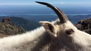 Thumbnail for Mountain goat greets me up at the summit of Mt. Ellinor in Washington. | Kevindication