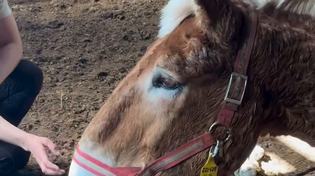 Thumbnail for A mule rises