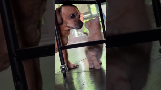 Thumbnail for Minion hangs with kittens | Nate Petroski