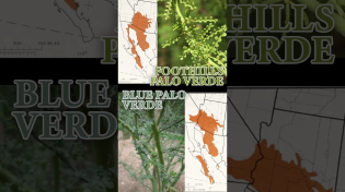 Thumbnail for Making Arizona out of Palo Verde Wood | Official State Tree Map #shorts #trees #wood | justinthetrees