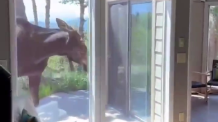Thumbnail for Moose in Colorado