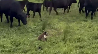 Thumbnail for Farmer saves a koala